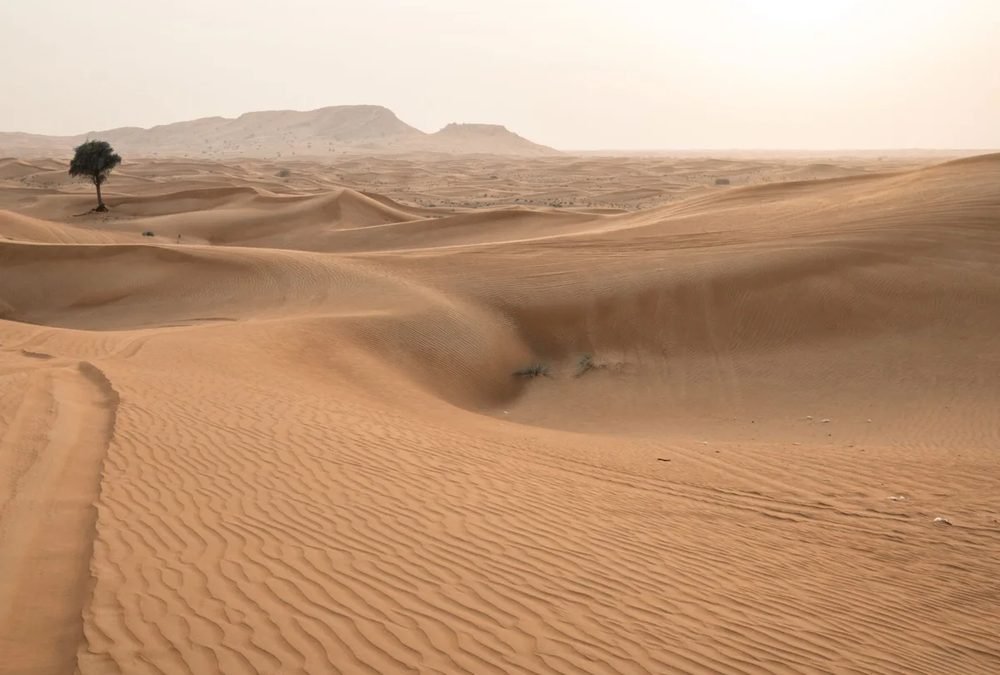 Desert dunes with a lone tree near Dubai
